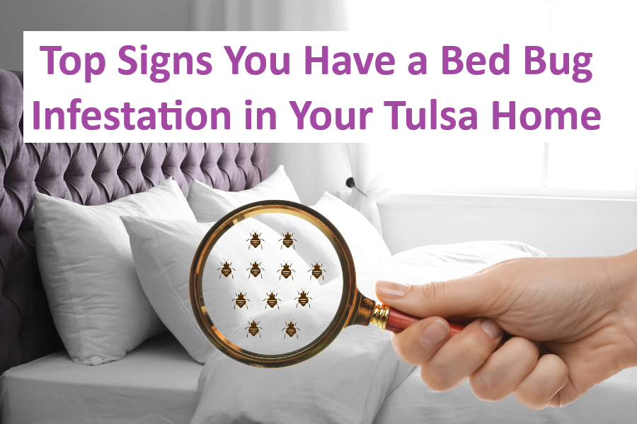 Top Signs You Have a Bed Bug Infestation in Your Tulsa Home